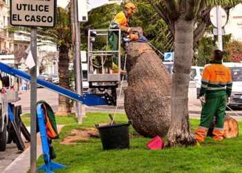 Operarios de Parques y Jardines talando el ejemplar / FOTO: Eulogio García