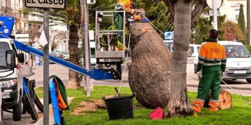 Operarios de Parques y Jardines talando el ejemplar / FOTO: Eulogio García