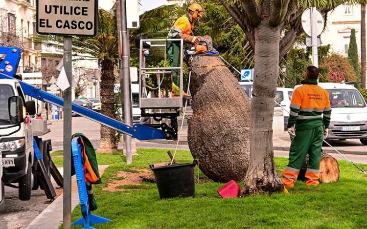 Operarios de Parques y Jardines talando el ejemplar / FOTO: Eulogio García