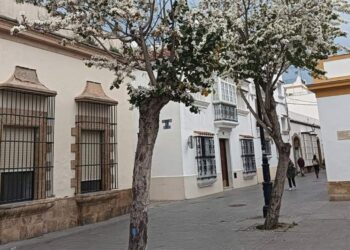 Varios árboles en el centro de la Villa / FOTO: Ayto.