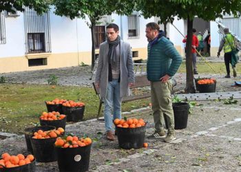 El concejal Espinar observa cómo se recogen las naranjas / FOTO: Ayto.