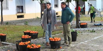 El concejal Espinar observa cómo se recogen las naranjas / FOTO: Ayto.