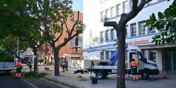 Pasados trabajos de poda en la avenida / FOTO: Eulogio García