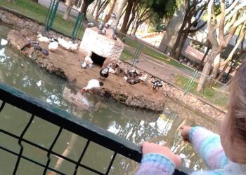 Los niños no verán más patos en el parque / FOTO: DBC