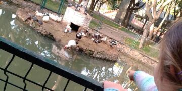 Los niños no verán más patos en el parque / FOTO: DBC