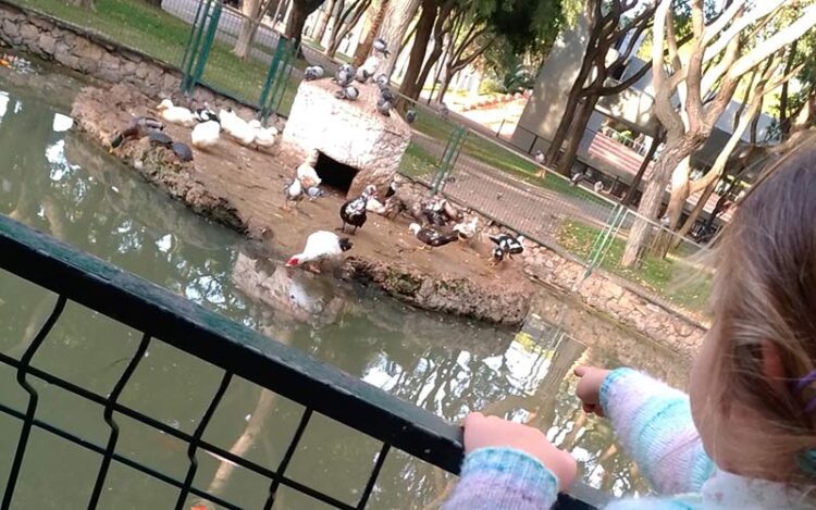 Los niños no verán más patos en el parque / FOTO: DBC