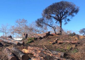 Los trabajos urgentes contempla la limpieza y tala de ejemplares muertos / FOTO: Ayto.