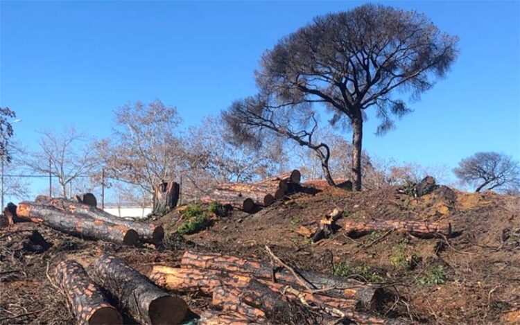 Los trabajos urgentes contempla la limpieza y tala de ejemplares muertos / FOTO: Ayto.