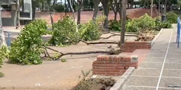 Árboles retirados antes de su traslado en un vídeo compartido por el PP isleño