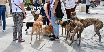 Una pasada concentración perruna en Cádiz / FOTO: Eulogio García