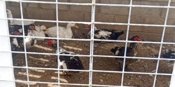 Los patos se mantiene 'guardados' en instalaciones municipales / FOTO: AxSí