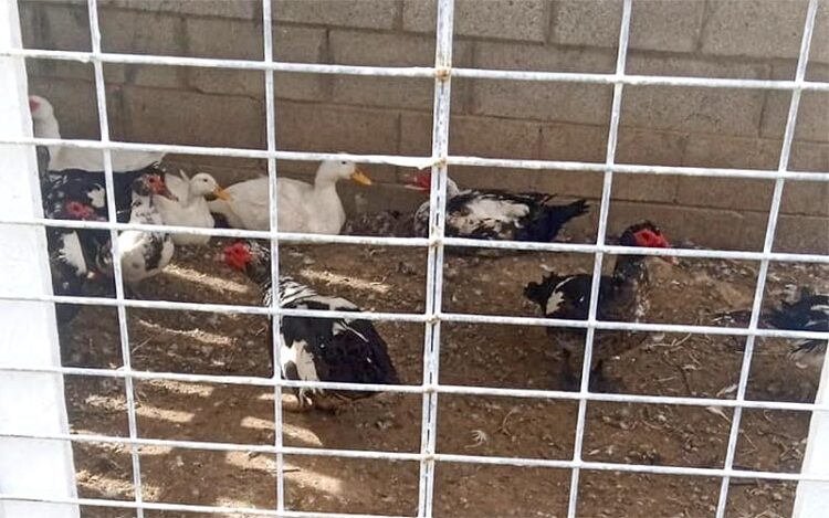 Los patos se mantiene 'guardados' en instalaciones municipales / FOTO: AxSí