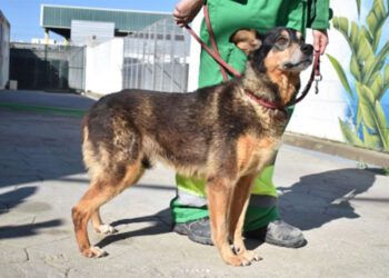 Uno de los perros acogidos en el centro / FOTO: Cemuproan