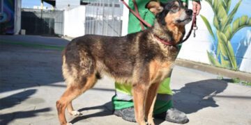 Uno de los perros acogidos en el centro / FOTO: Cemuproan