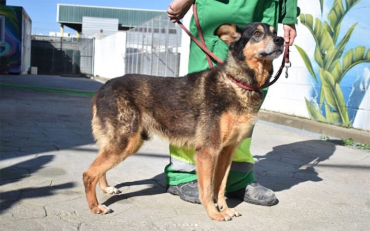 Uno de los perros acogidos en el centro / FOTO: Cemuproan