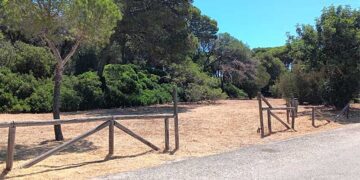 Uno de los pinares públicos tras la última limpieza / FOTO: Ayto.