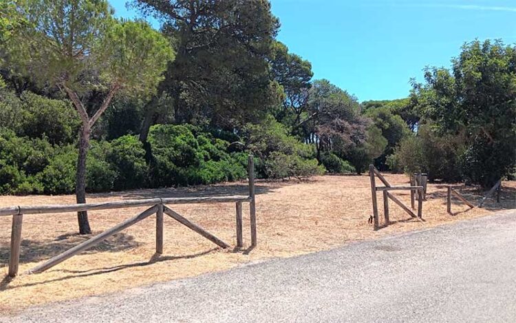 Uno de los pinares públicos tras la última limpieza / FOTO: Ayto.