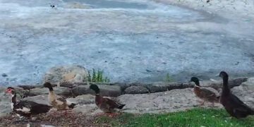 Animales desnutridos alrededor del lago en un video denuncia en facebook de Albert Lozano