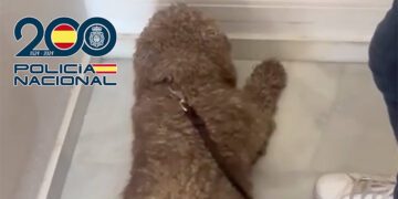 El perro policía marcando la presencia de droga tras el cuarto comunitario / FOTO: Policía Nacional