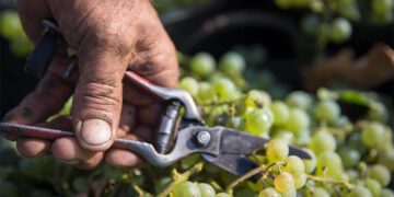 La uva comienza a cosecharse en los pagos del interior / FOTO: Consejo Regulador