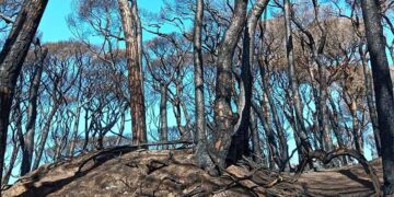 Una de las estampas devastadoras tras el incendio / FOTO: Ayto.