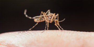 Mosquito tigre