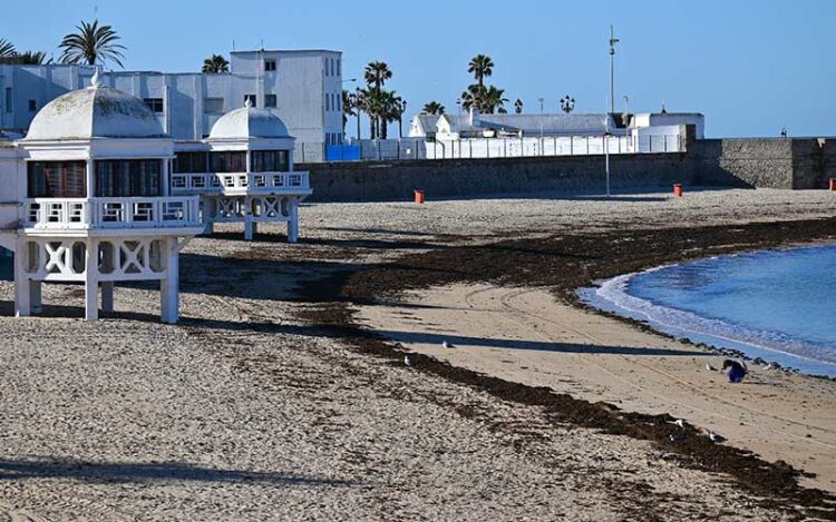 Algas en La Caleta, en una mañana de la pasada primavera / FOTO: Eulogio García