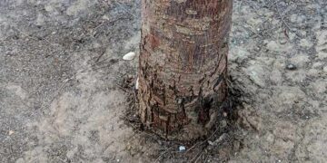 Ejemplo de árbol dañado por las orines de perro / FOTO: Ayto.