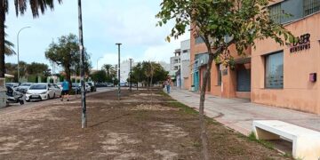 Primeros nuevos árboles plantados en la zona / FOTO: Ayto.