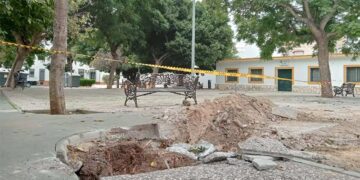 Ejemplares arrancados en la plaza de La Cerámica / FOTO: Toniza