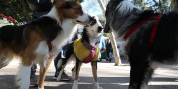 Una pasada celebración de San Antón en el parque / FOTO: Ayto.