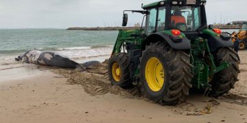 Un tractor de Playas intentando retirar la gran ballena / FOTO: Ayto.