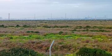 Parque Natural entre San Fernando y Cádiz / FOTO: DBC