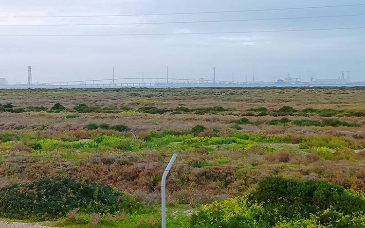 Parque Natural entre San Fernando y Cádiz / FOTO: DBC