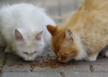 En La Isla hay controladas 27 colonias felinas