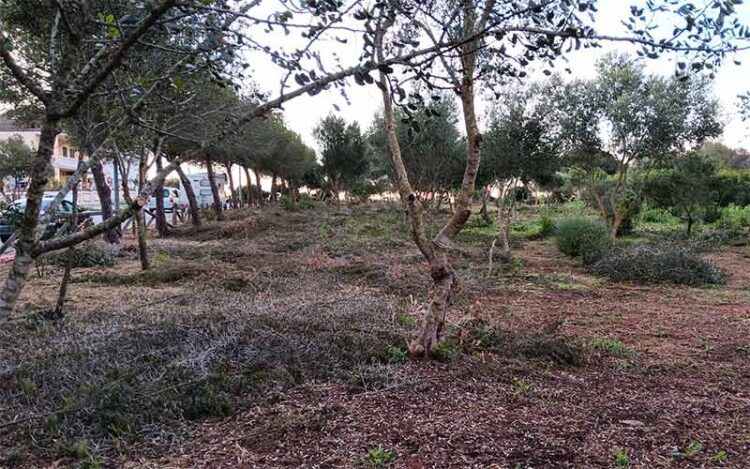 Una de las zonas forestales ya adecentadas / FOTO: Ayto.