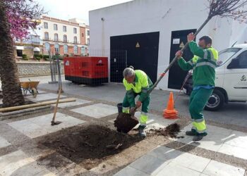 Reponiendo arbolado en alcorques vacíos / FOTO: Ayto.