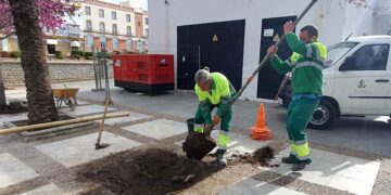 Reponiendo arbolado en alcorques vacíos / FOTO: Ayto.