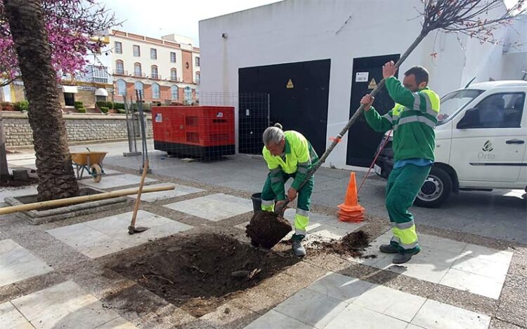 Reponiendo arbolado en alcorques vacíos / FOTO: Ayto.
