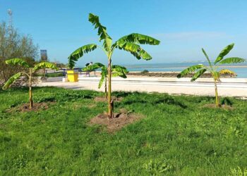 Nuevos ejemplares en zonas verdes de la Villa / FOTO: Ayto.