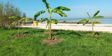 Nuevos ejemplares en zonas verdes de la Villa / FOTO: Ayto.