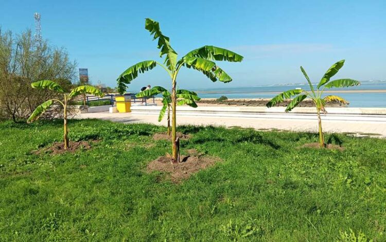 Nuevos ejemplares en zonas verdes de la Villa / FOTO: Ayto.