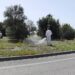 Operario aplicando herbicida en una rotonda de Jerez / FOTO: Ecologistas en Acción