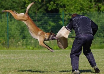 El campeonato contempla diferentes pruebas con los perros / FOTO: pixabay