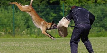 El campeonato contempla diferentes pruebas con los perros / FOTO: pixabay