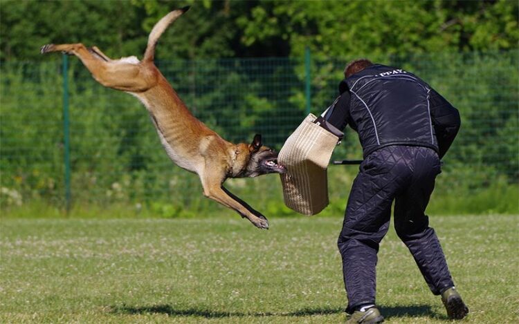 El campeonato contempla diferentes pruebas con los perros / FOTO: pixabay