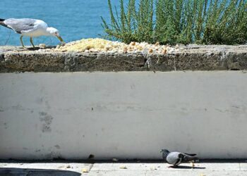 Comida en el Campo del Sur atrayendo a las aves / FOTO: Eulogio García