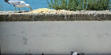 Comida en el Campo del Sur atrayendo a las aves / FOTO: Eulogio García