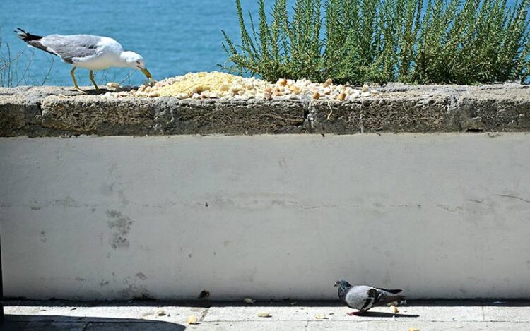 Comida en el Campo del Sur atrayendo a las aves / FOTO: Eulogio García