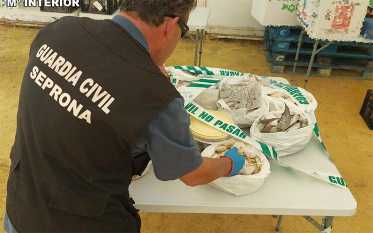 Interviniendo alimento en una caseta / FOTO: Guardia Civil